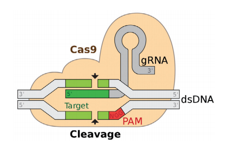 CRISPR-Cas9. 다우드나 교수팀은 이 단백질이 20개의 염기로 이루어진 표적 DNA를 찾아내어자르기 위해 두 종류의 RNA(크리스퍼 RNA와 트레이서 RNA)가 필요하다는 점을 입증했다.