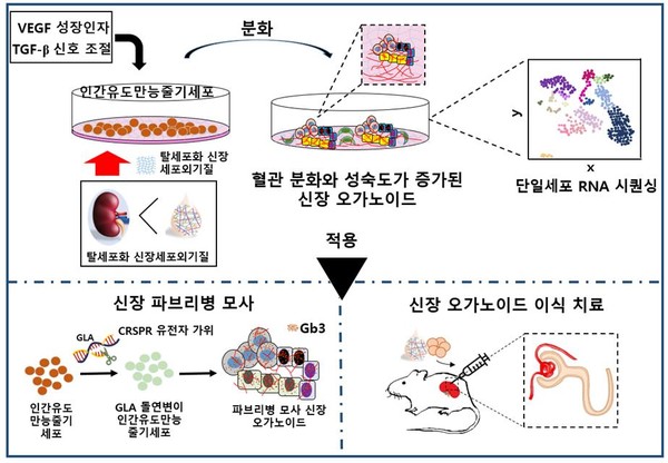 혈관형성‧세포성숙도 향상된 ‘고도분화 신장 오가노이드 개발 성공