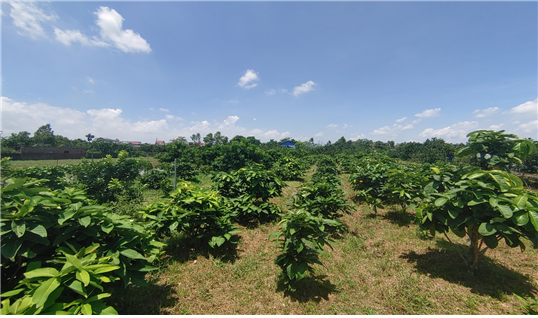 베트남 하노이 지역 장군나무잎 재배 현황. 하노이 지역 인근 농장에서 200그루 이상의 장군나무를 보유한 베트남 농가와 계약재배를 진행중이다.