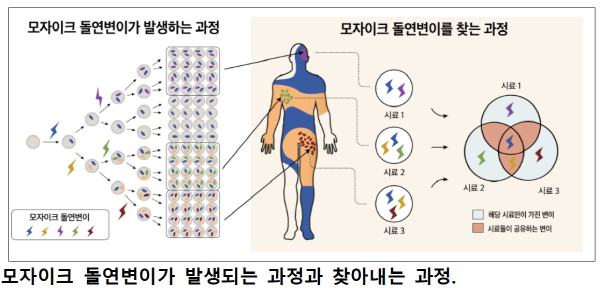 수정란으로부터 태아가 만들어지기까지의 세포 분열 과정 동안 DNA 돌연변이 누적(왼쪽). 누적된 돌연변이가 인체 내에서 불규칙하게 분포하는 모습(가운데). 인체에서 얻어진 시료를 통해 모자이크 변이의 범위와 형태를 알아냄(오른쪽)