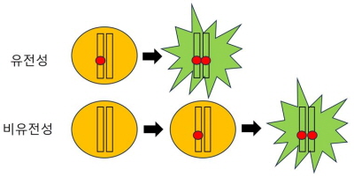 모든 세포는(노란색 원) 두 개의 대립유전자(막대)를 갖고 있다. 유전성 환자는 태어날 때 이미 한쪽 대립유전자에 RB1 이상(빨간색 원)을 갖고 있다. 나머지 한 개의 대립유전자에 RB1 기능이상이 발생하면 망막모세포종이 발생한다(초록색 별). 이에 반해 비유전성 환자는 양쪽 대립유전자에 모두 정상적인 RB1을 가지고 있지만, 자연적으로 두 개 모두에 RB1 기능이상이 발생하면 망막모세포종이 발생한다.