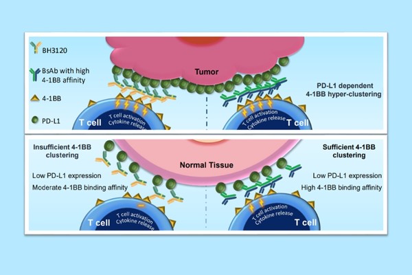 북경한미약품이 미국암연구학회(AACR 2023)에서 발표한 BH3120의 작용 기전. 종양(Tumor)에서는 ‘BH3120(왼쪽 Y자 물질)’과 ‘4-1BB 결합력이 높은 이중항체(오른쪽 Y자 물질)’ 모두 강력한 항암효과를 유도하지만, 일반 조직(Nomal Tissue)에서는 BH3120이 4-1BB 결합력이 높은 이중항체와 달리 불필요한 면역활성화를 최소화해 보다 안전성을 지닌다는 내용이다.