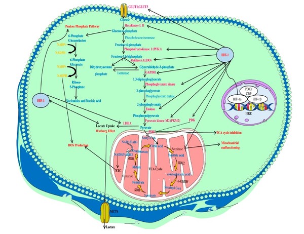 고형종양의 저산소 상태에서 HIF-1α의 역할과 신호 전달계통